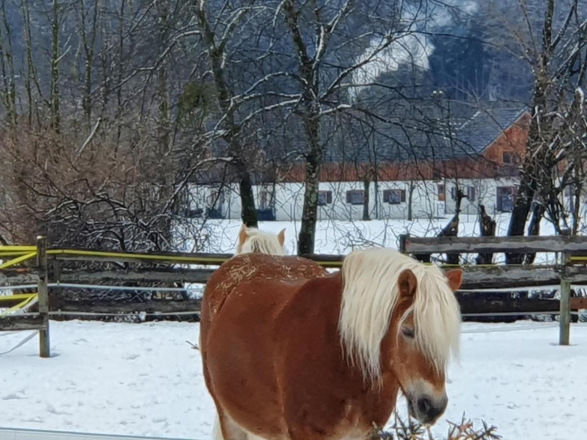 Haus Salzkammergut Obertraun Eksteriør billede